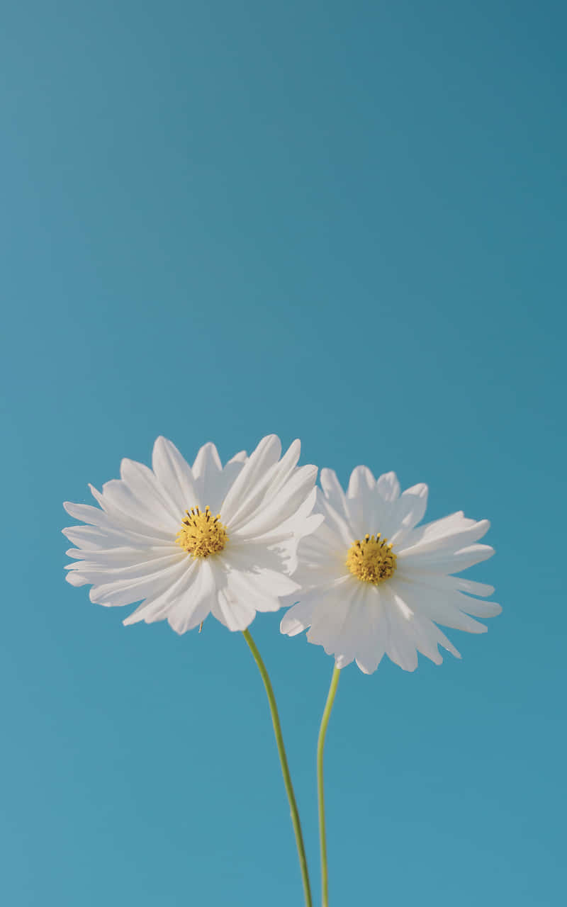 Two Android Daisies Background Against Blue Sky