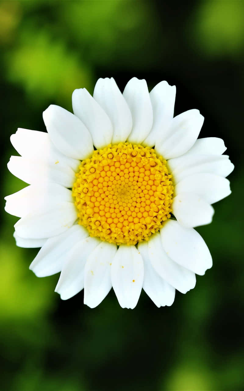 Top View Shot Single Android Daisy Background