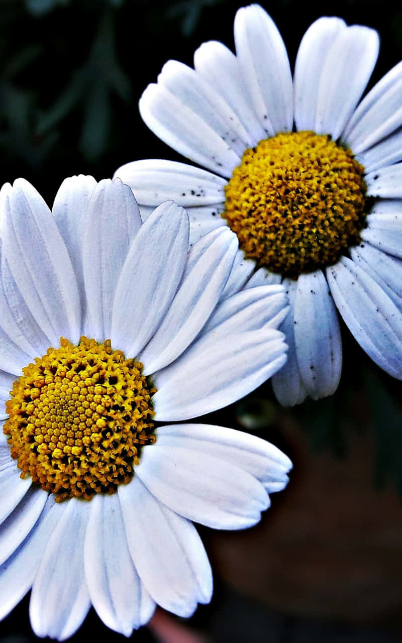 Two White Android Daisies Background