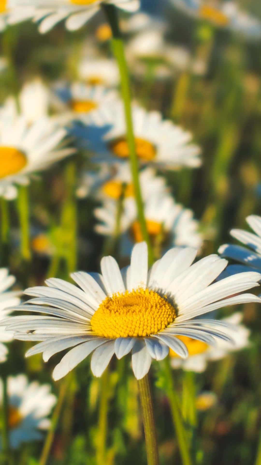 Field Of Chamomile Android Daisies Background
