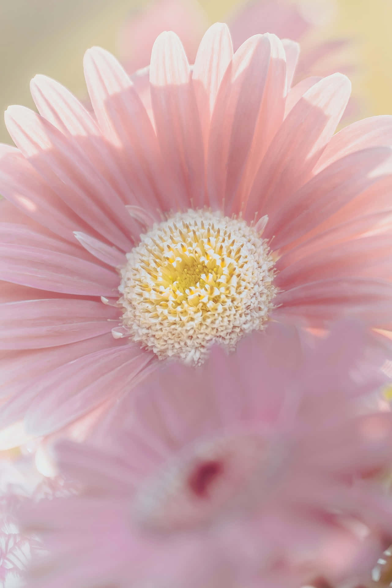 Gerbera Android Daisies Background Under Sunlight