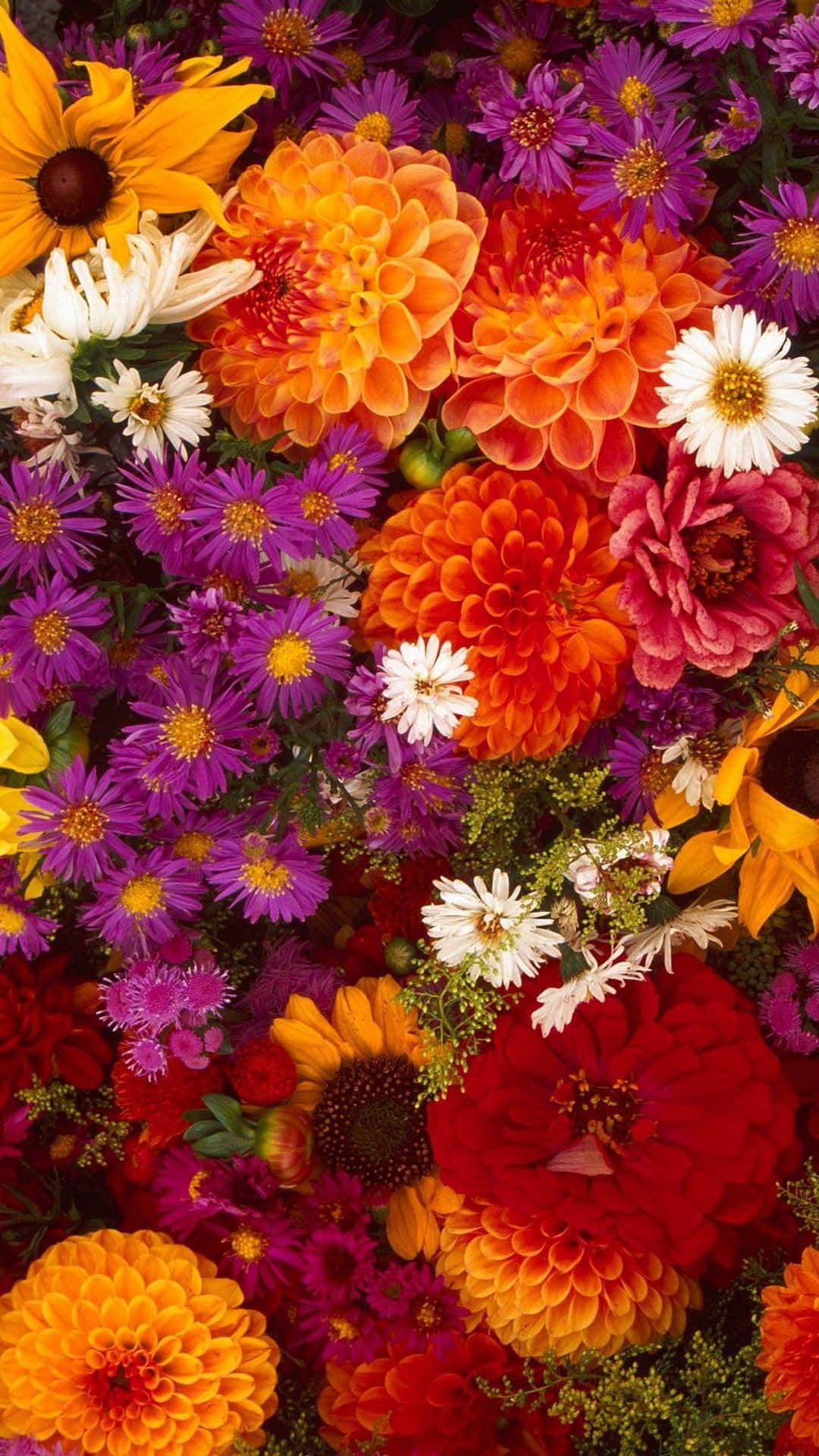 Autumn Flowers With Android Daisies Background