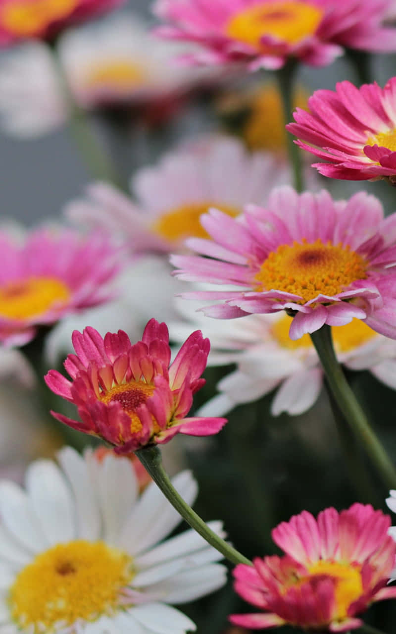 Colorful Australian Android Daisies Background