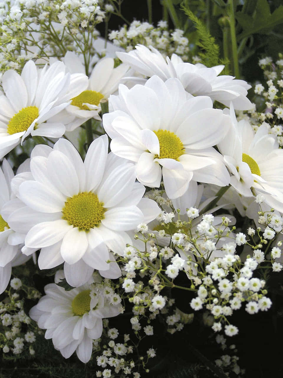 Bouquet Of Android Daisies Background