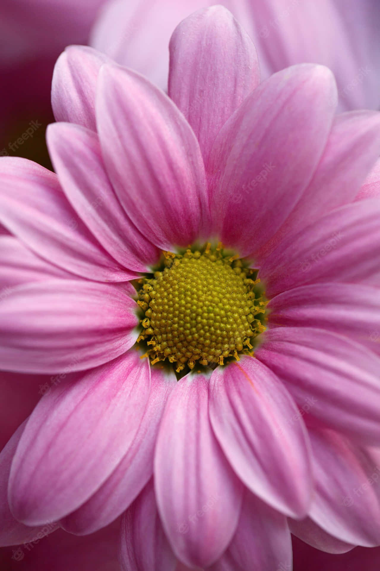 Pink And Yellow Android Daisy Background