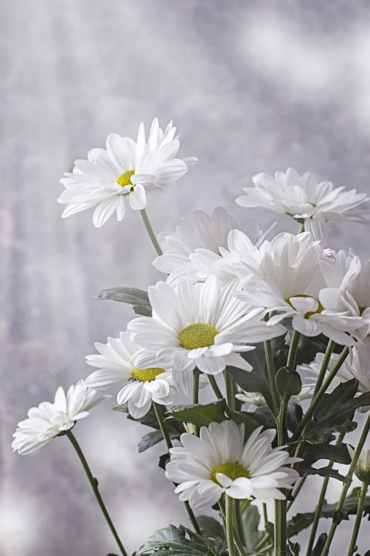 White Gerbera Android Daisies Background