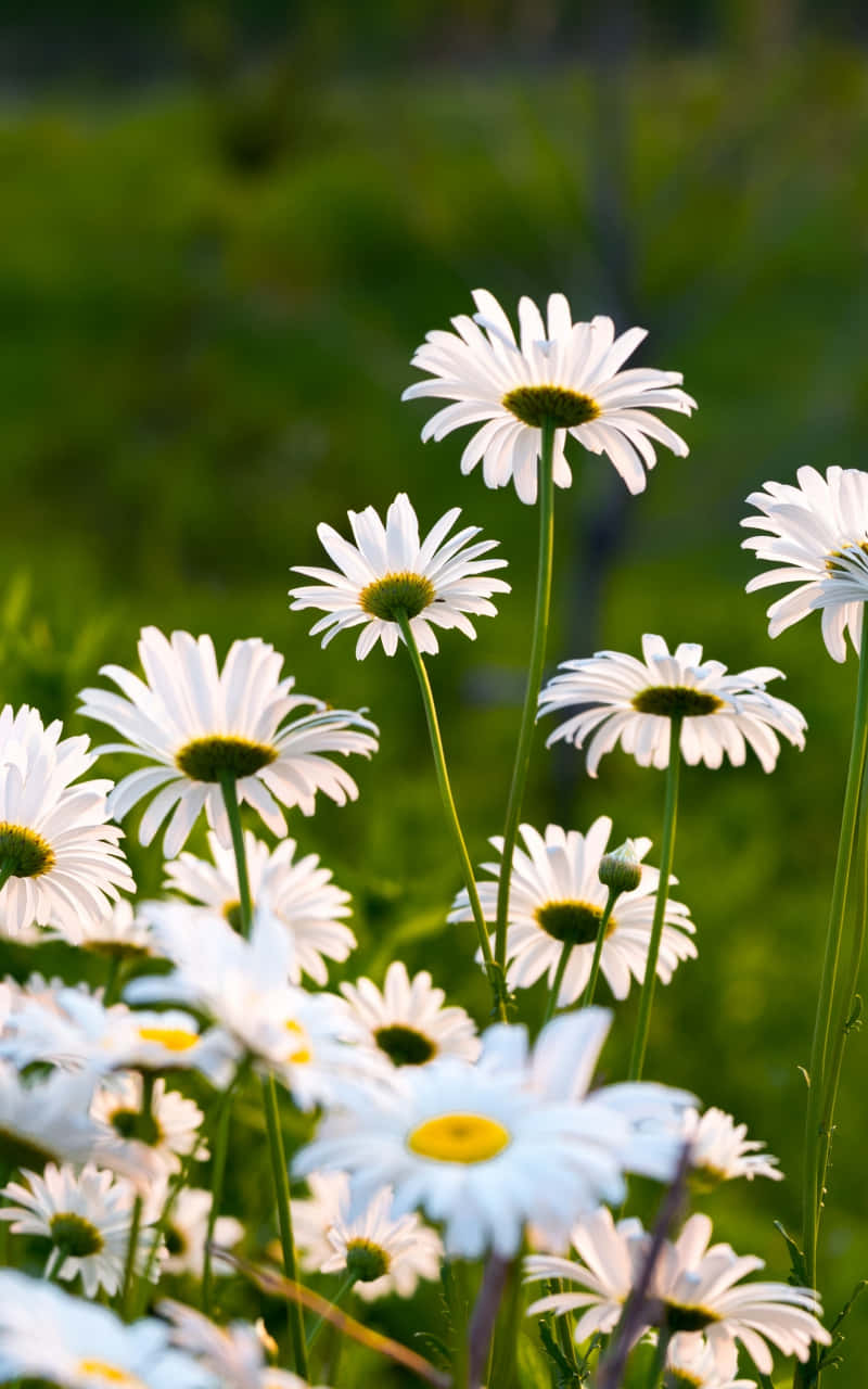 Field Of Oxeye Android Daisies Background