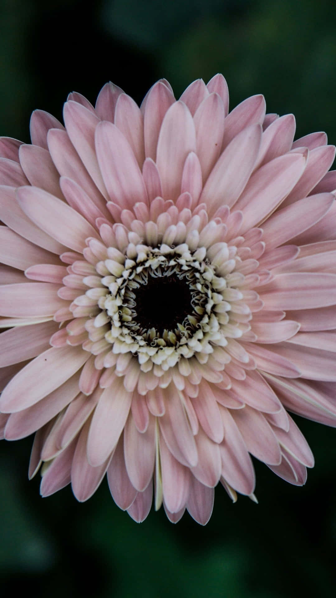 Pink Android Daisy Background With Dark Pistil
