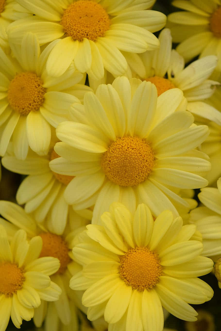 Close Up Shot Android Daisies Background