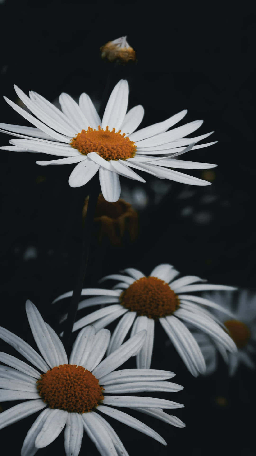 Download White Android Daisies Background In Black | Wallpapers.com