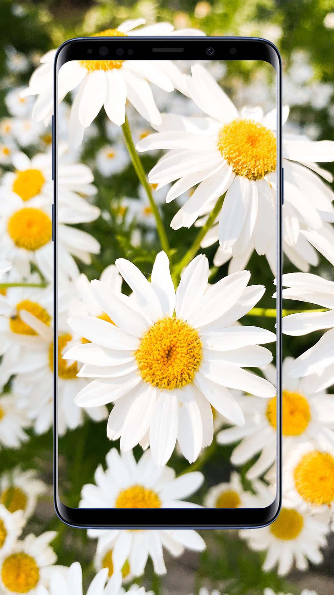 Android Daisies Background With Phone Frame