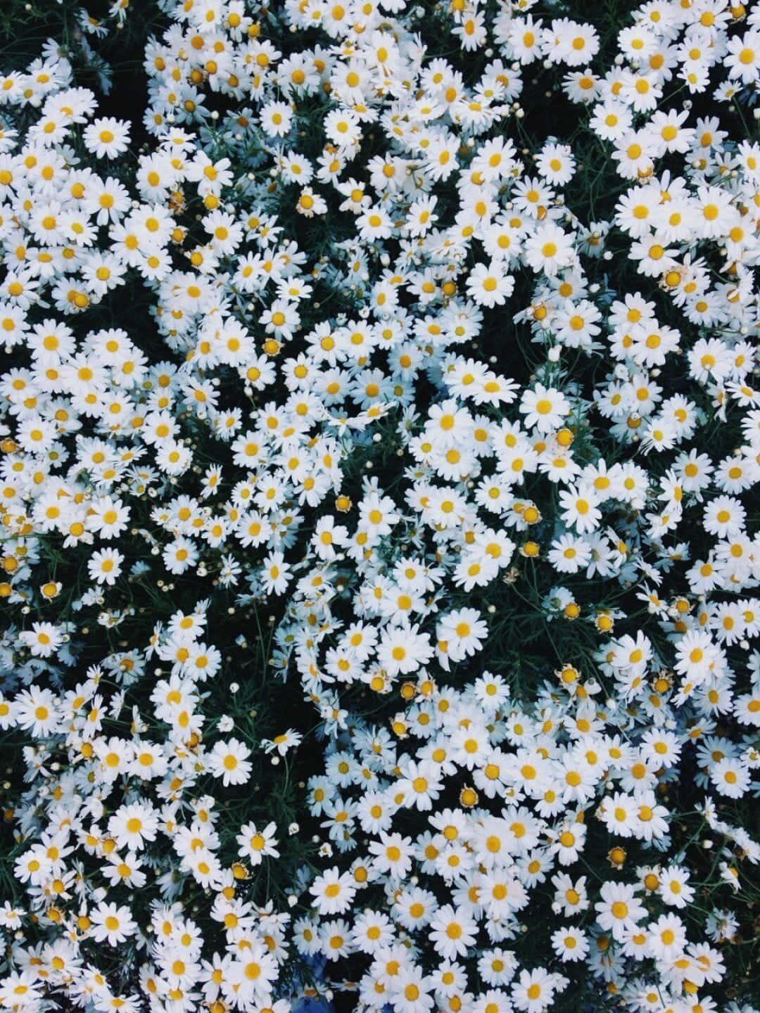 Grunge Mini Android Daisies Background