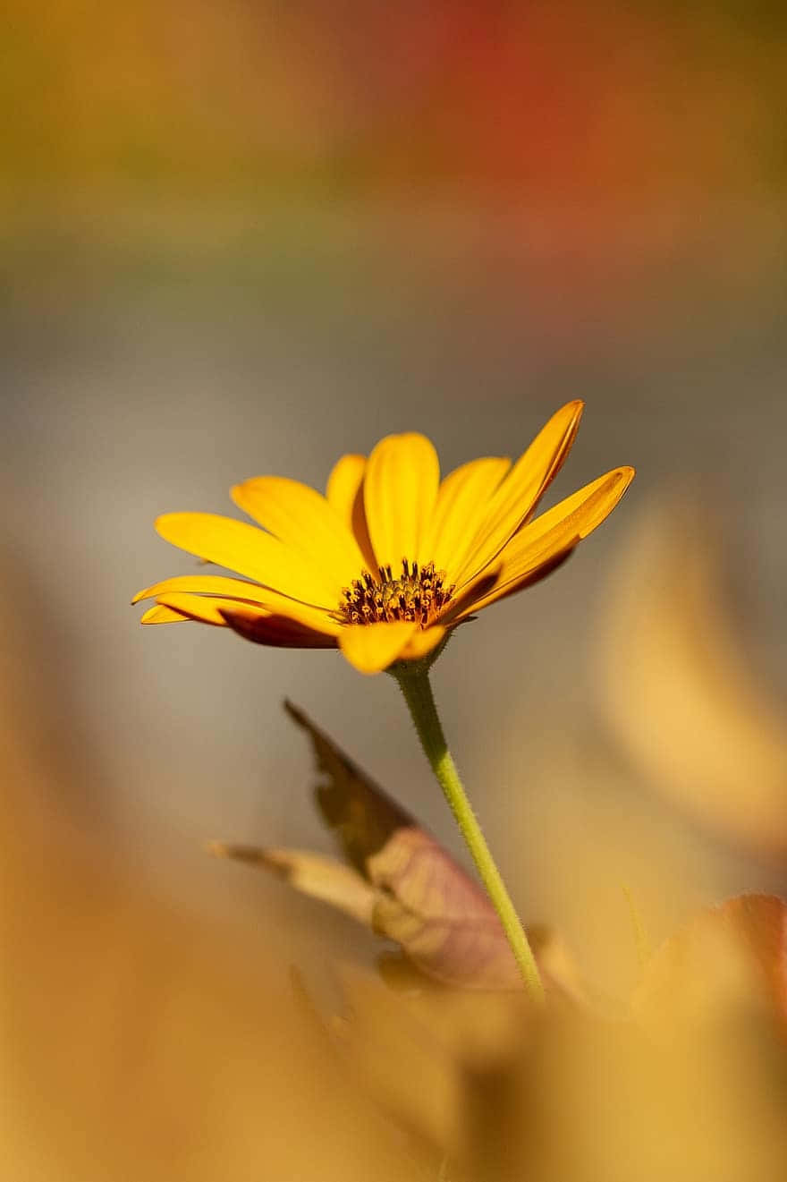 Yellow Petals Android Daisy Background