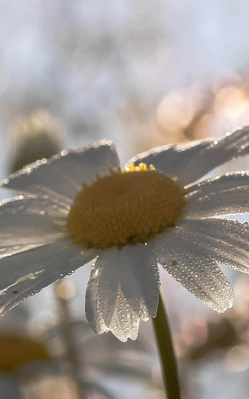 Early Morning Android Daisy Background