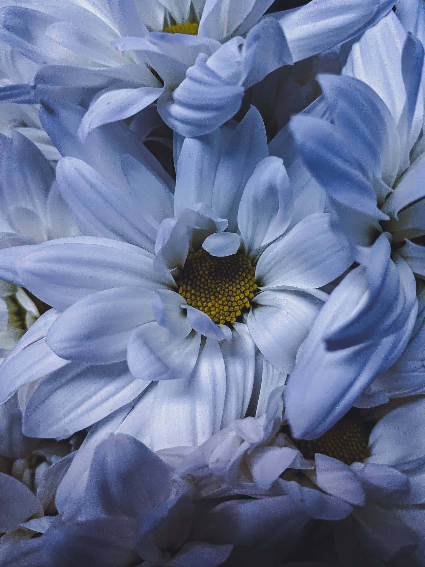 Close Up Photography Android Daisies Background