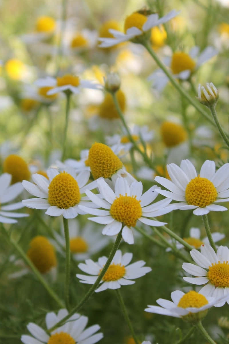 White Chamomile Android Daisies Background