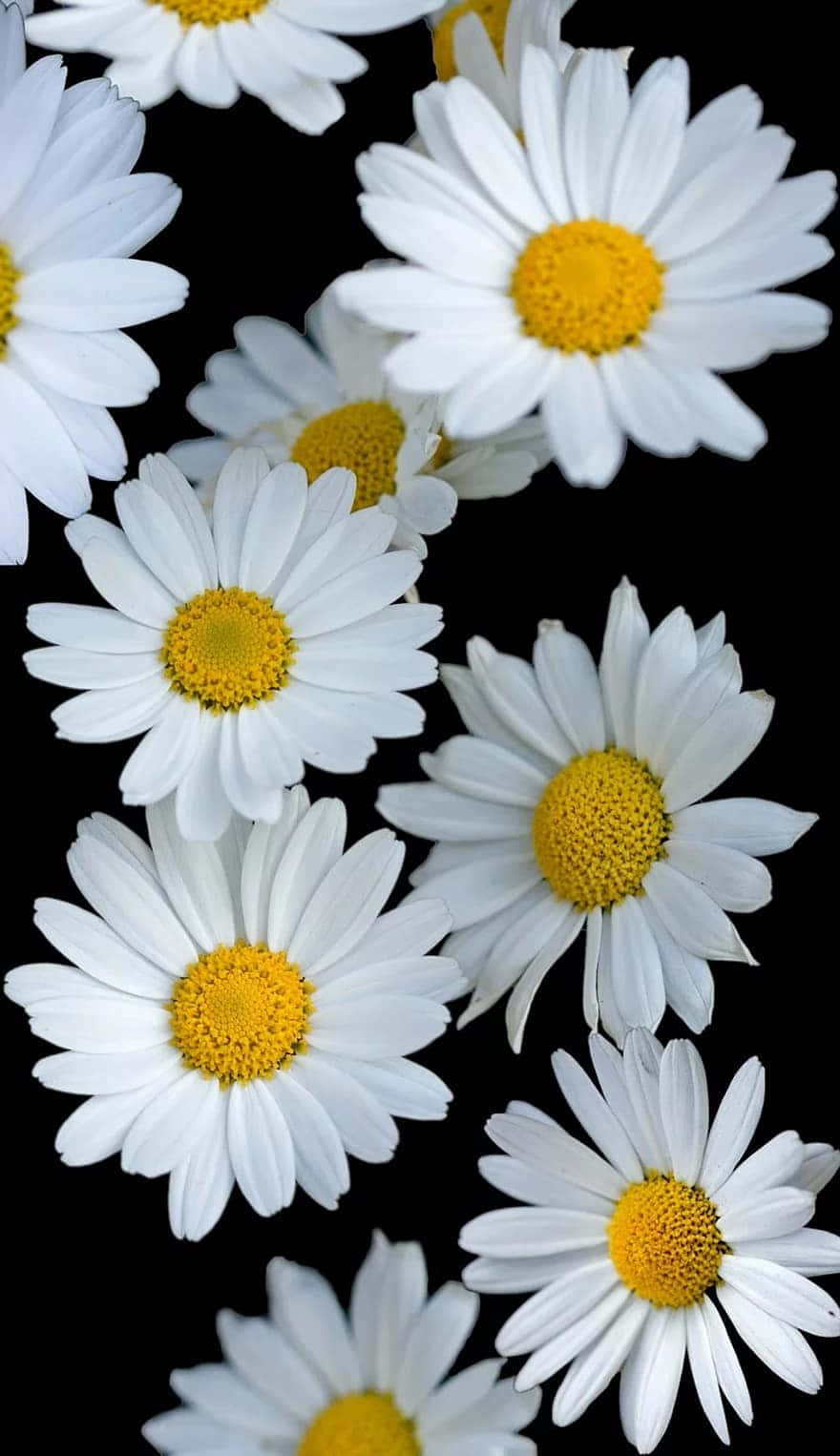 Android Daisies Flower