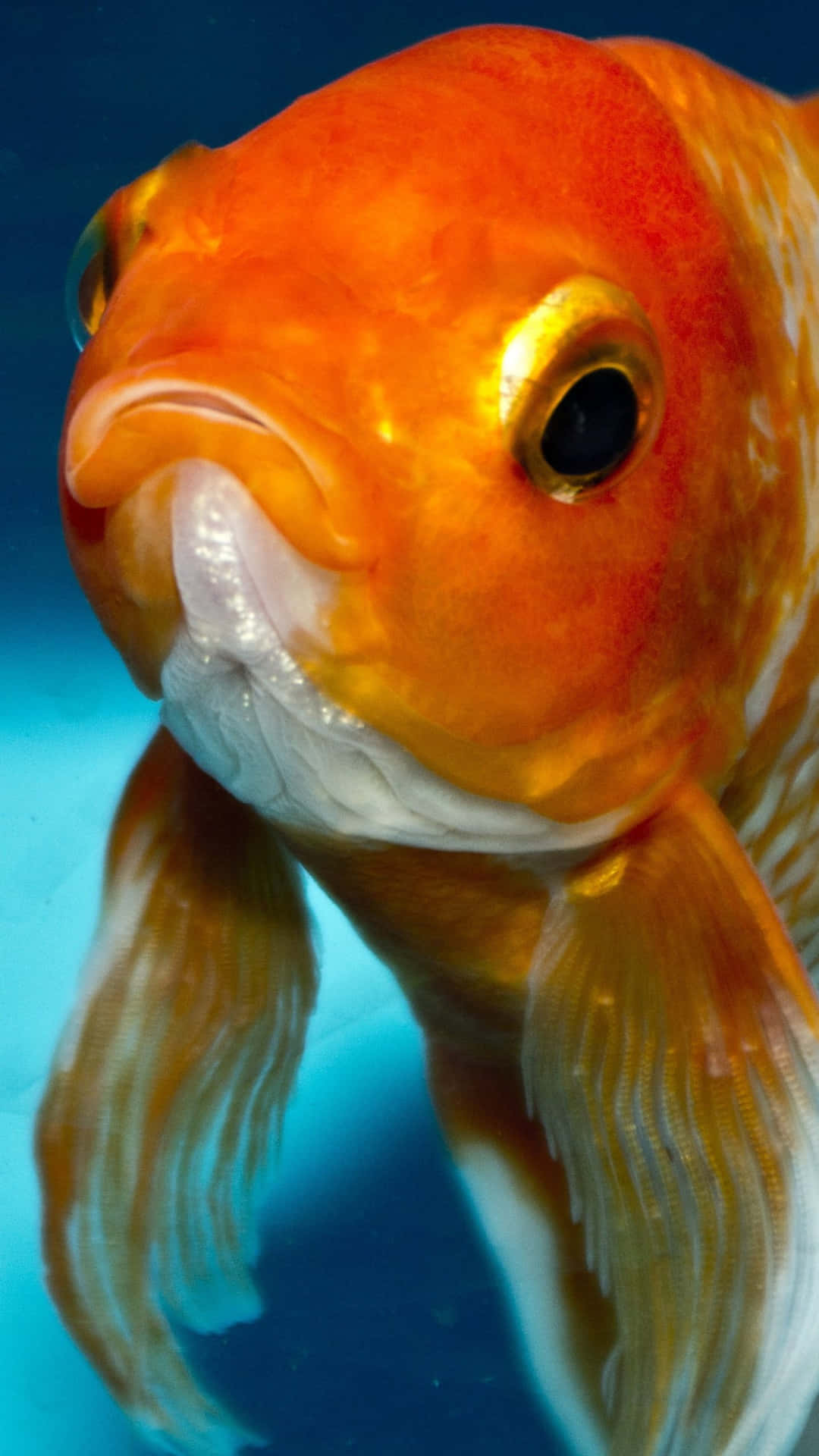 En fascinerende Goldfish Android fisk baggrund