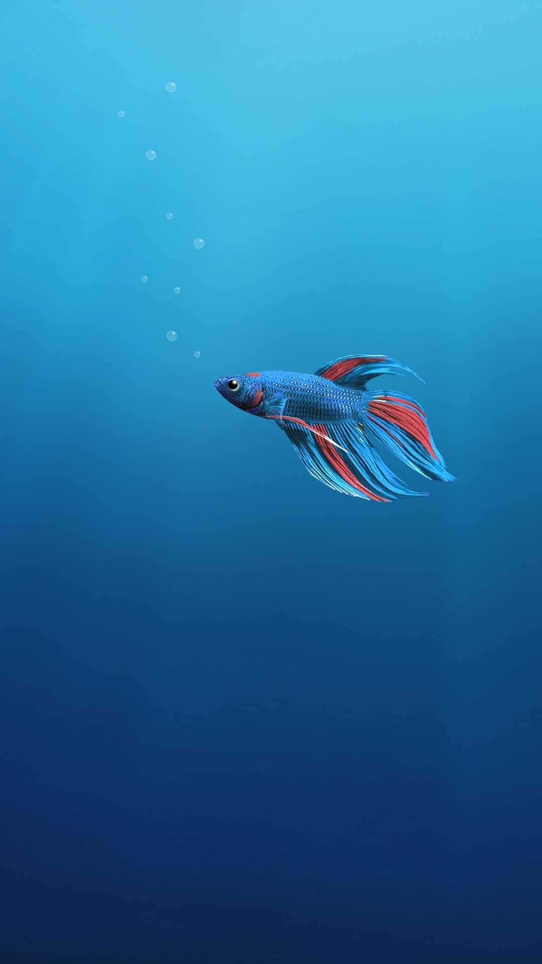 Blue Betta Android Fish Background