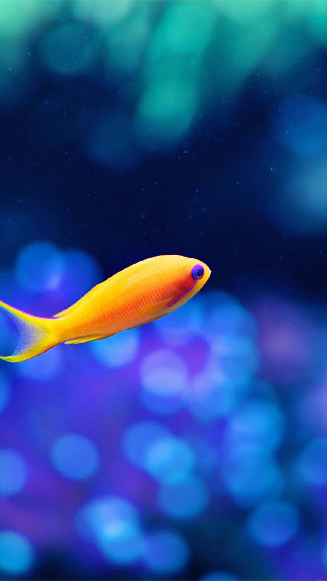 Download Android Fish Background Wallpaper 