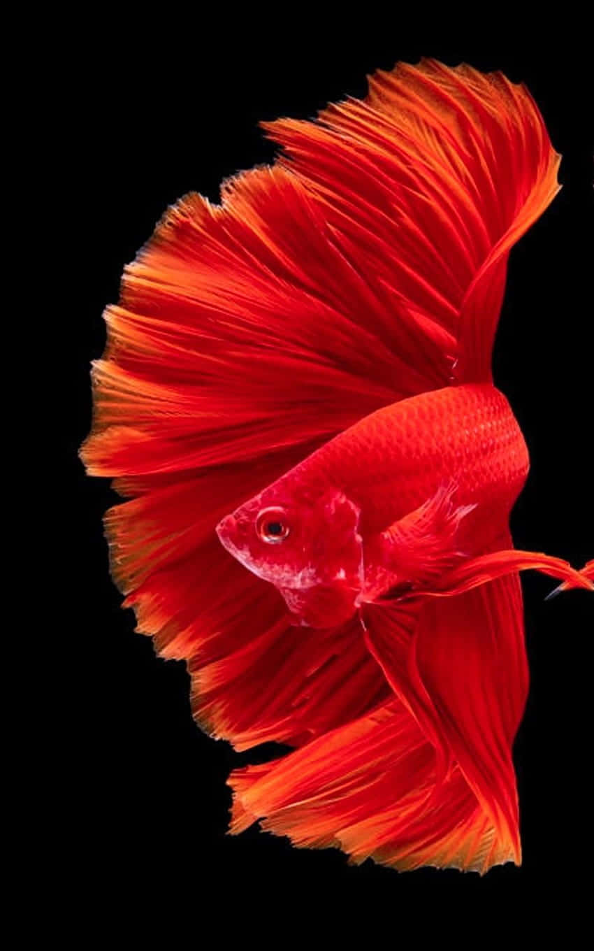 Download Android Fish Background Wallpaper 