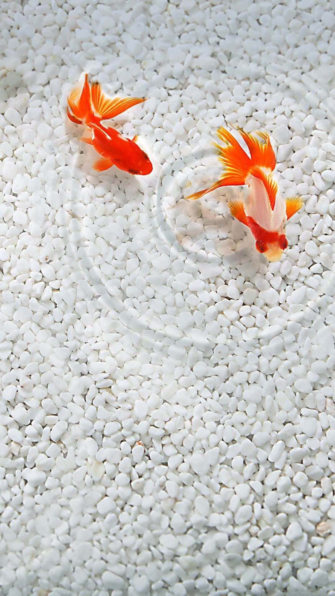 Tosakin Ryukin Android Fishes Background