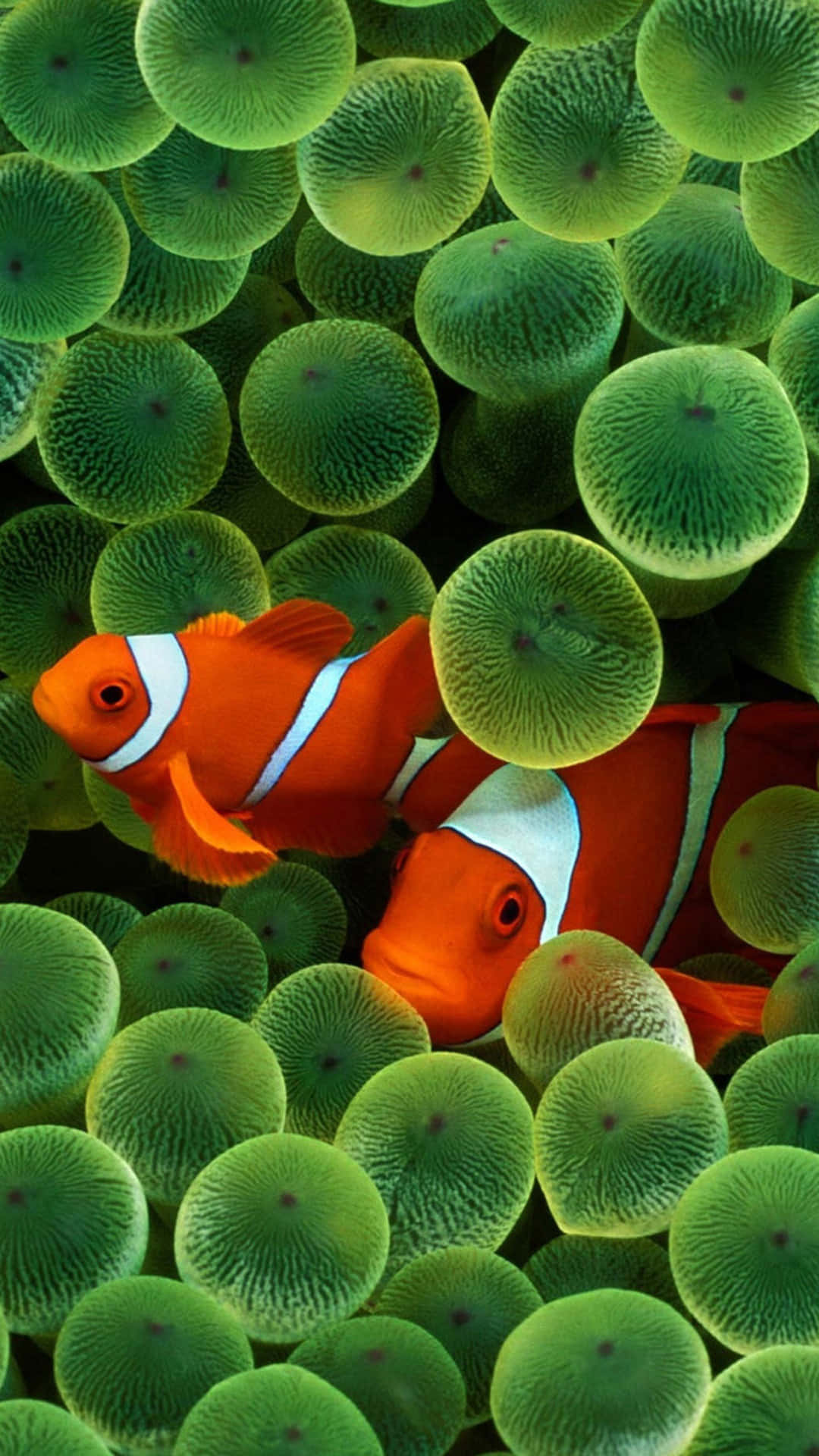 Clownfish Anemone Android Fishes Background