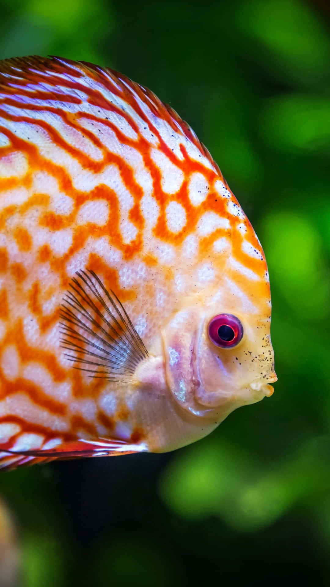 Red Discus Android Fish Background