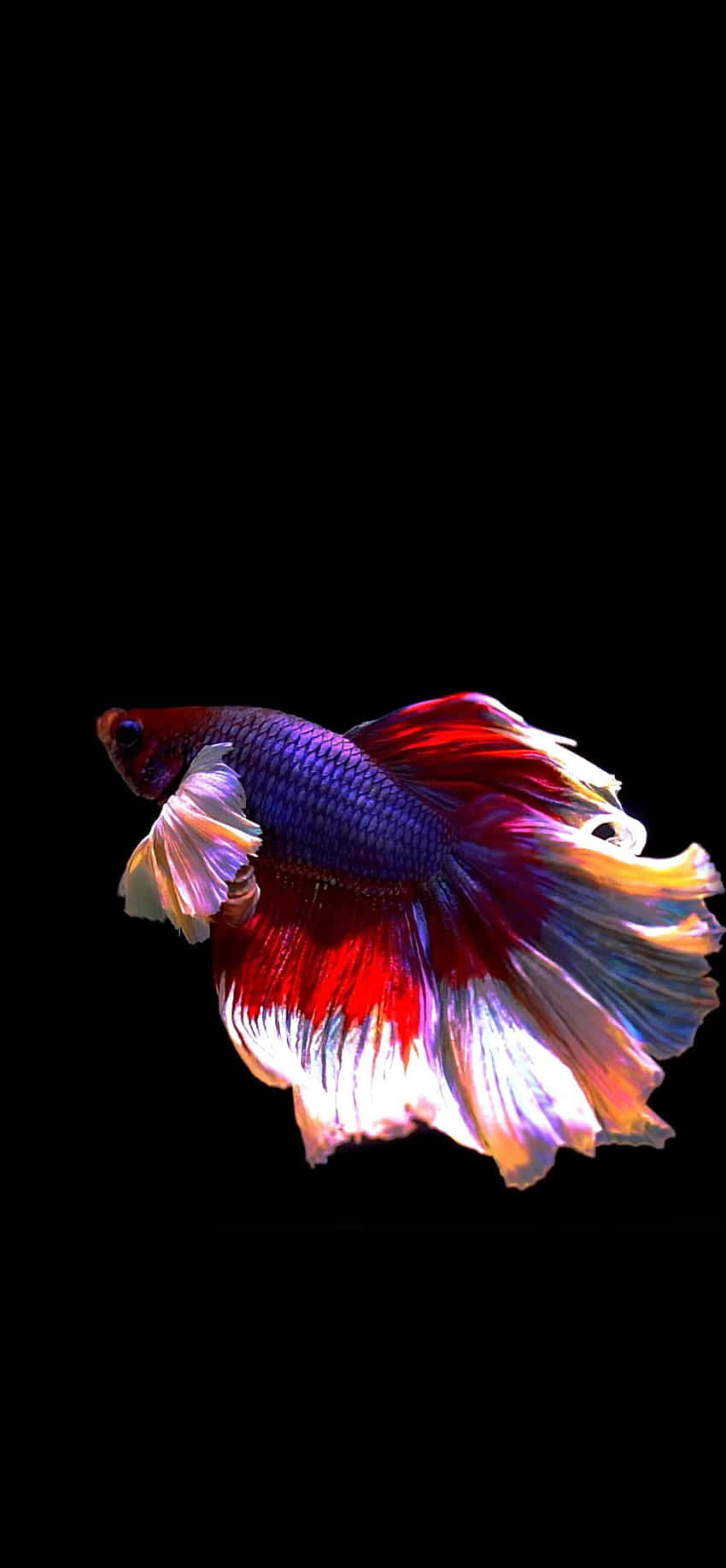 Rød og hvid Betta Android fisk baggrund