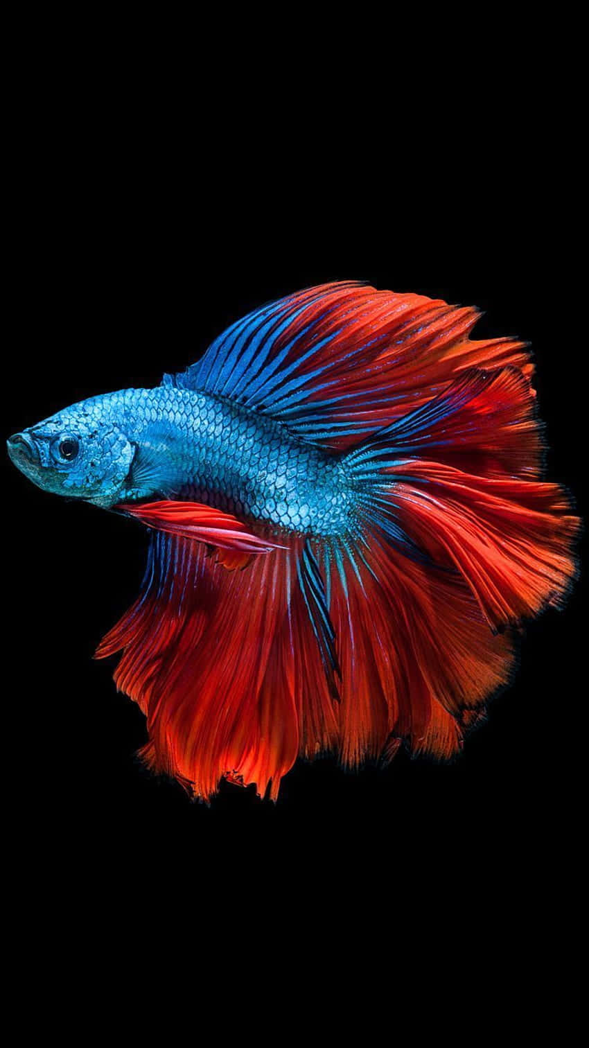 Blue And Red Betta Android Fish Background