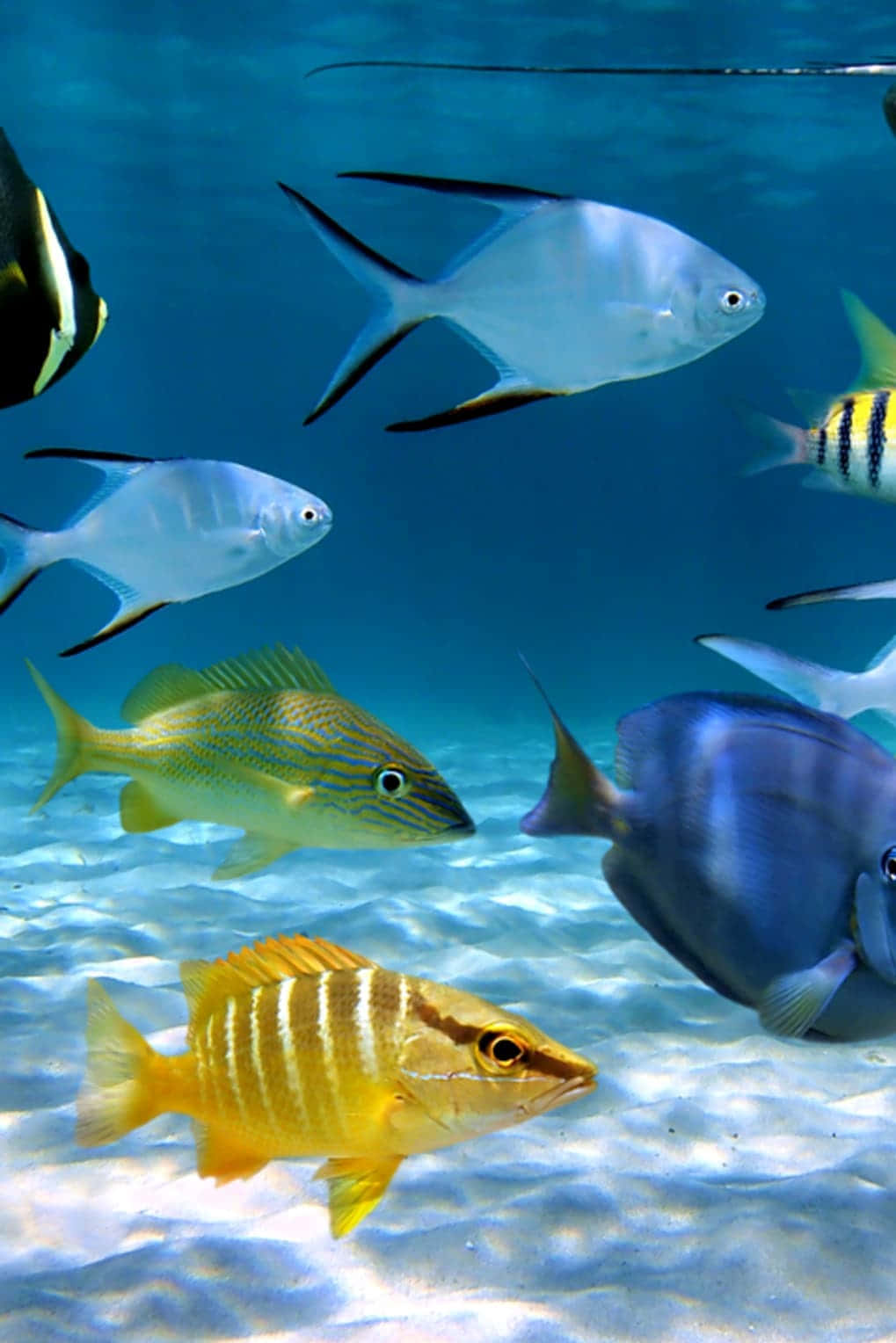 Trachinotus Goodei Android Fishes Background