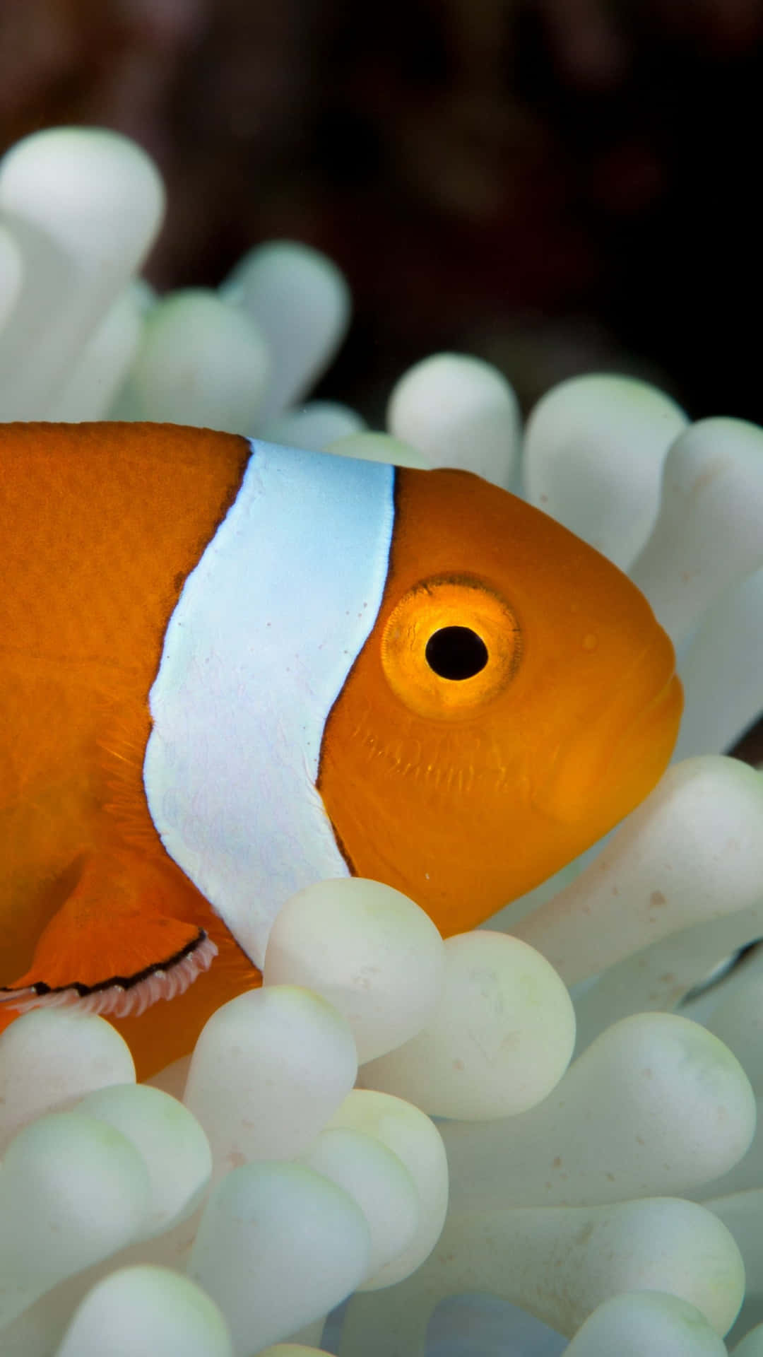 Clownfish Sea Anemone Android Fish Background