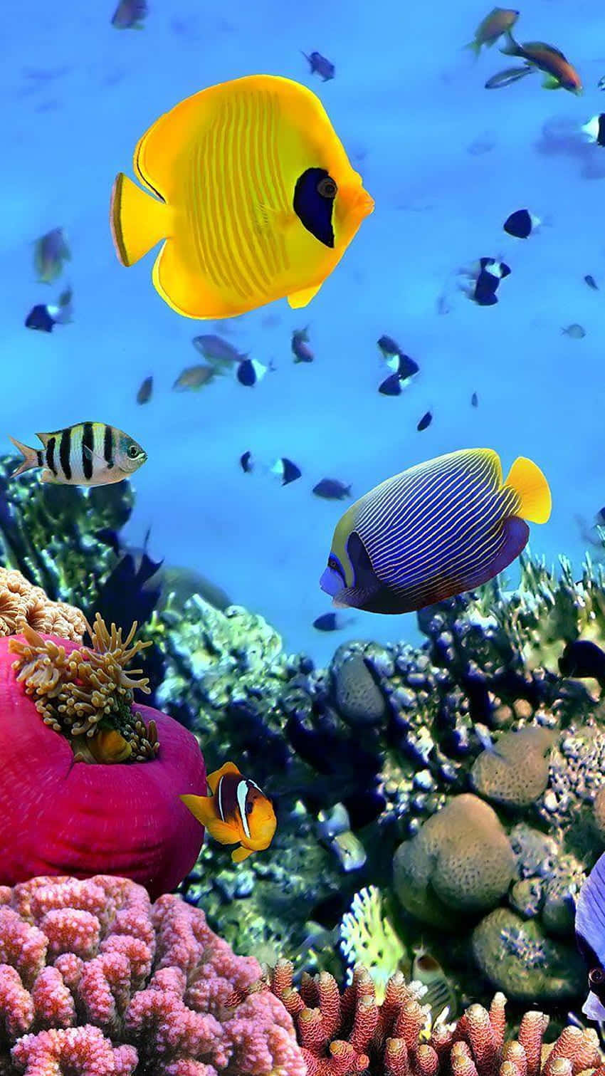 Bluecheek Butterflyfish Android Fishes Background