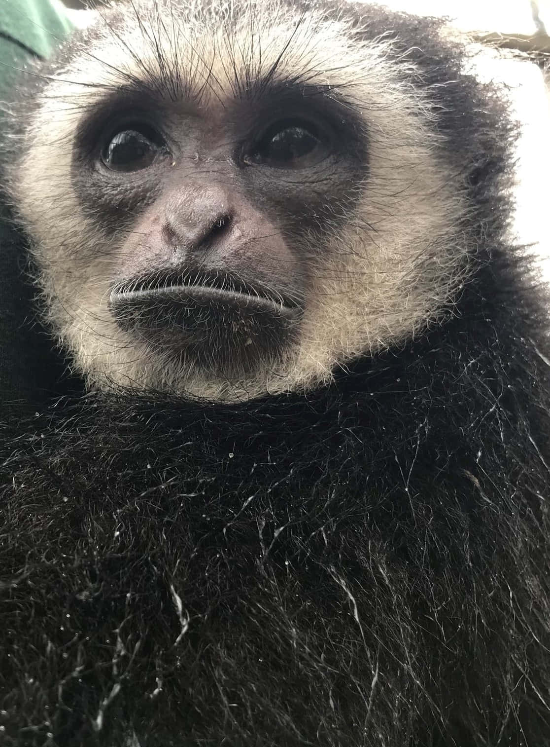 Unascimmia Gibbon Android Trova Conforto Nella Natura.