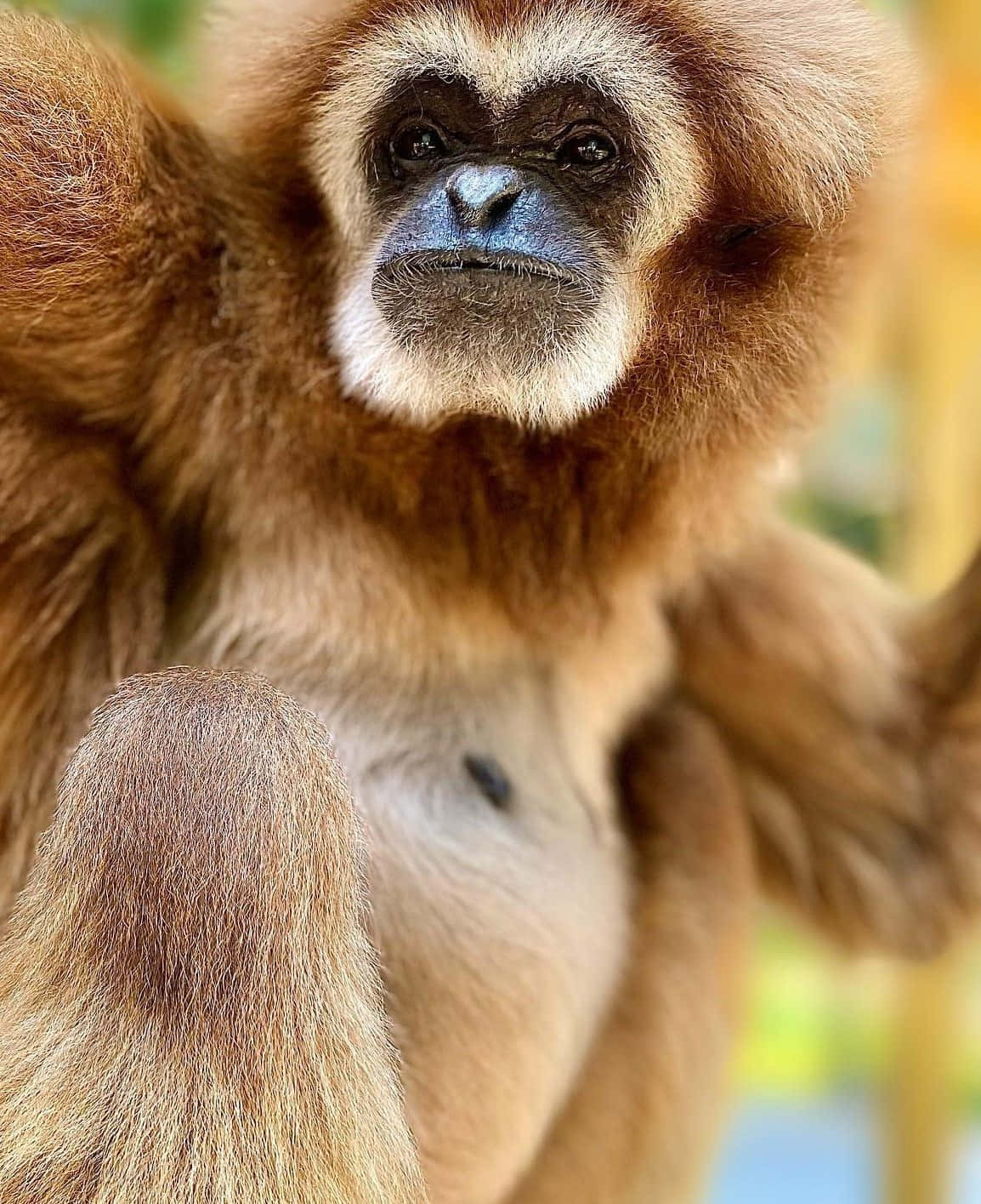 Bildpå Android Gibbon Som Bakgrundsbild.