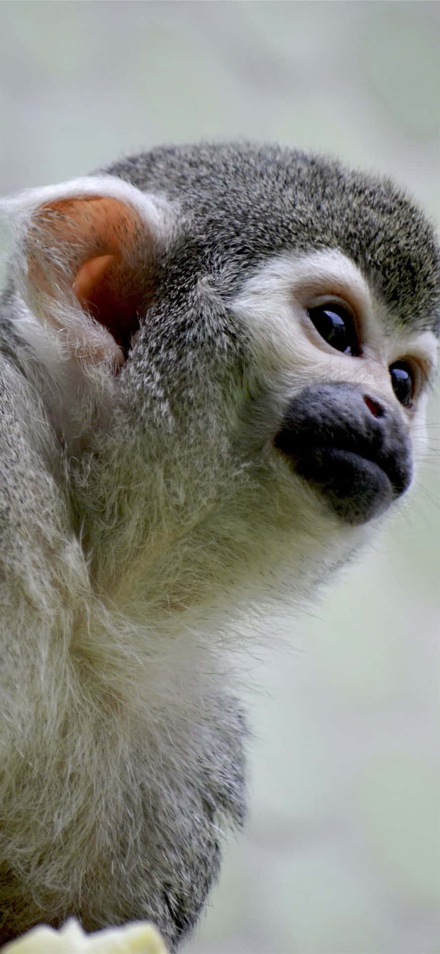 Android Gibbon Baggrund 1170 X 2532