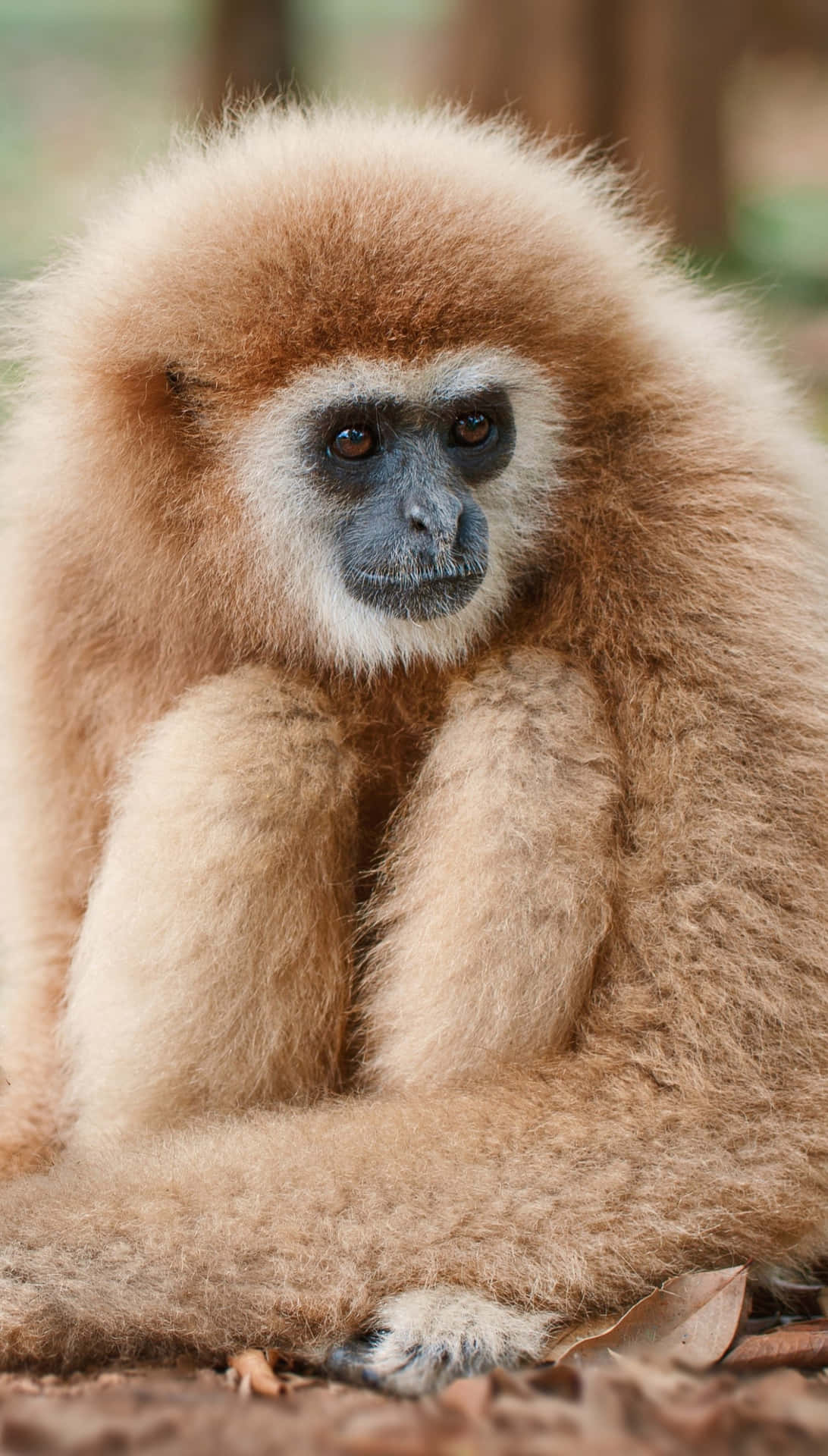 Desbloqueauna Pantalla Más Grande Y Brillante Con Android Gibbon