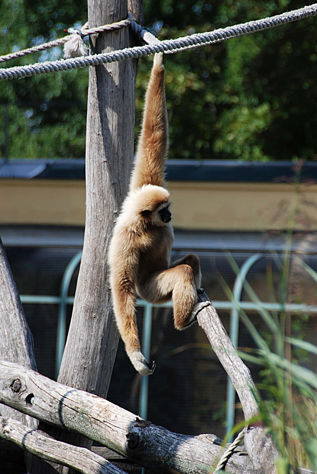Brighten up your device with a colorful Android Gibbon wallpaper!