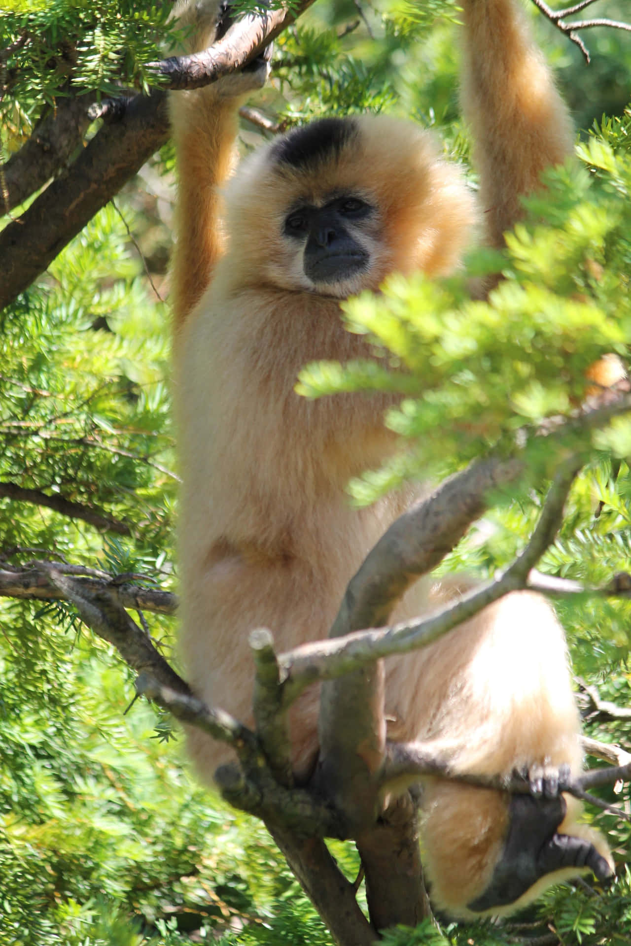 Bunterandroid Gibbon Auf Blauem Hintergrund