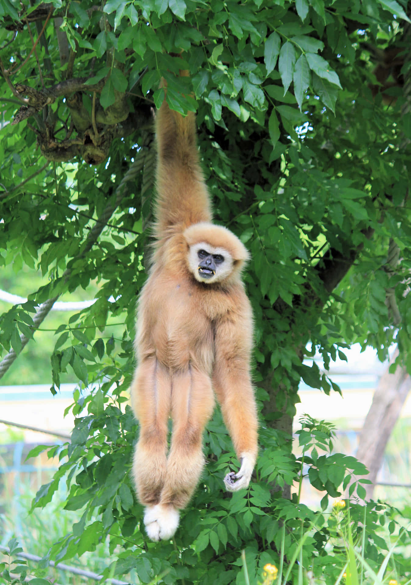 A Monkey Hanging From A Tree