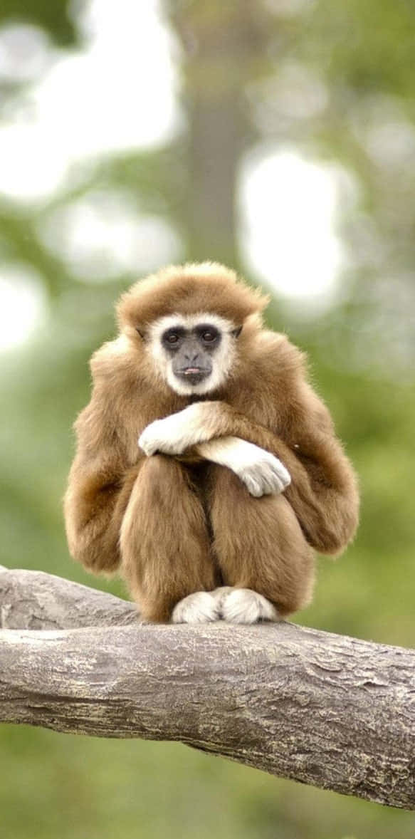 En aber sidder på en kvist med sine hænder på sit ansigt.
