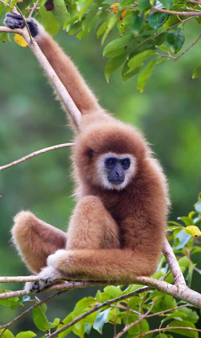 A Monkey Is Sitting On A Branch In The Forest