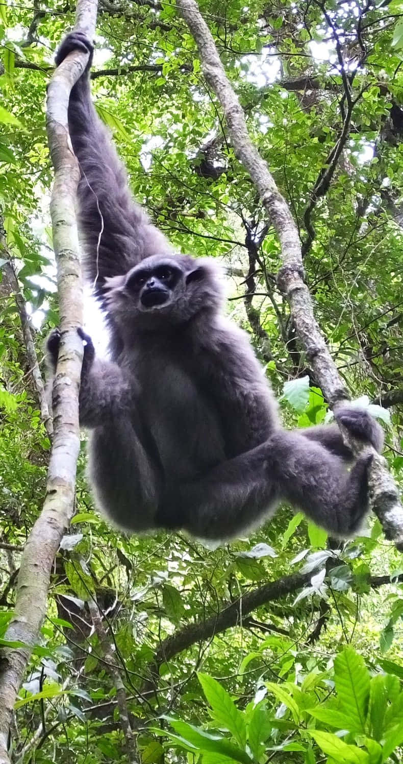 Android Gibbon using technology