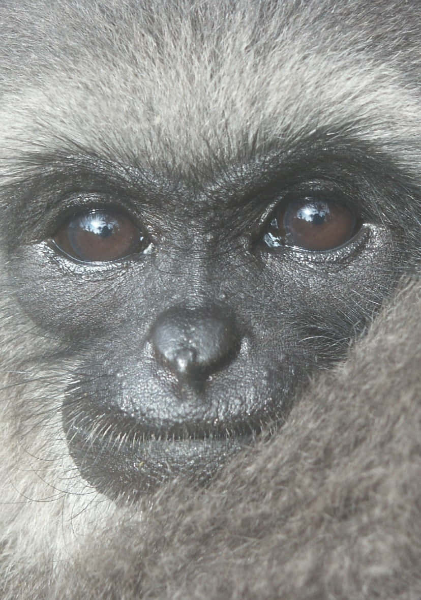 Android Gibbon Poses for a Photo