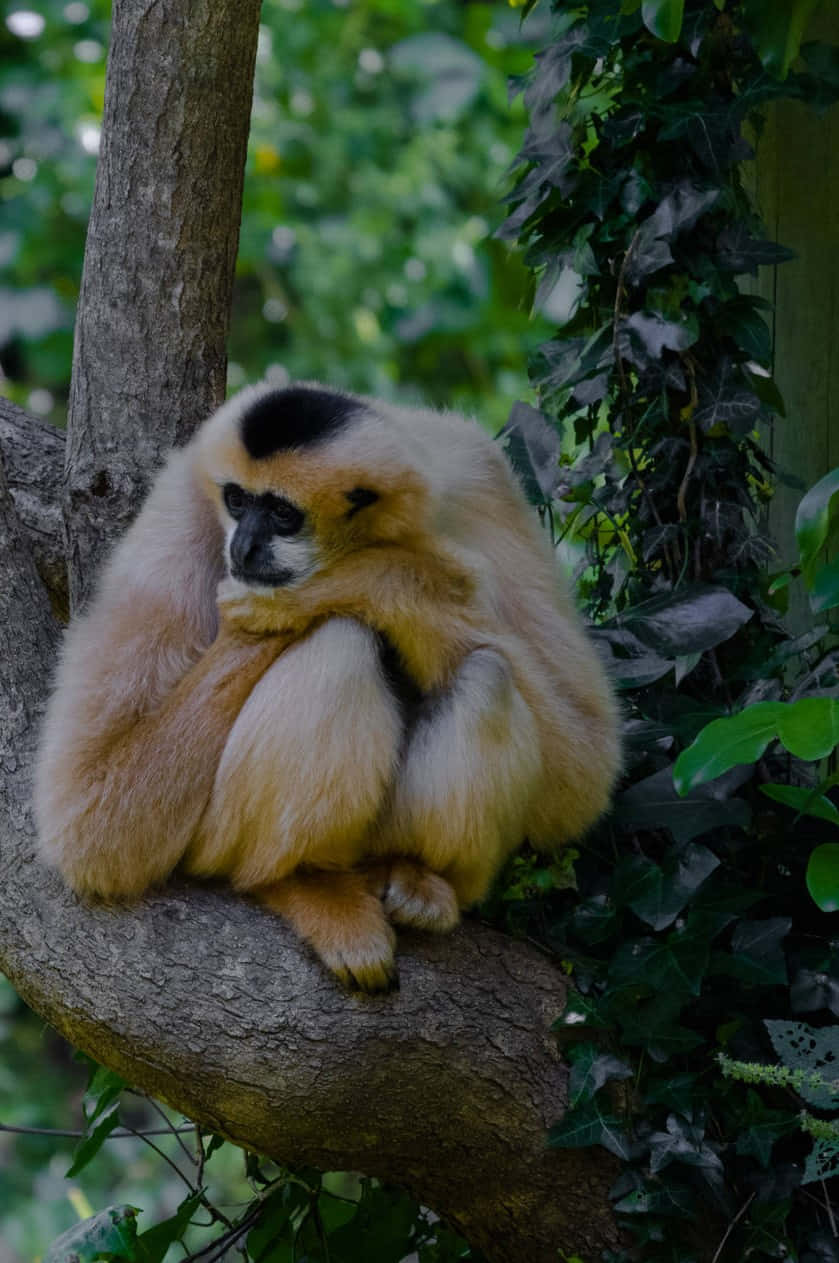 An Android Gibbon Sits at the Base of a Towering Tree.