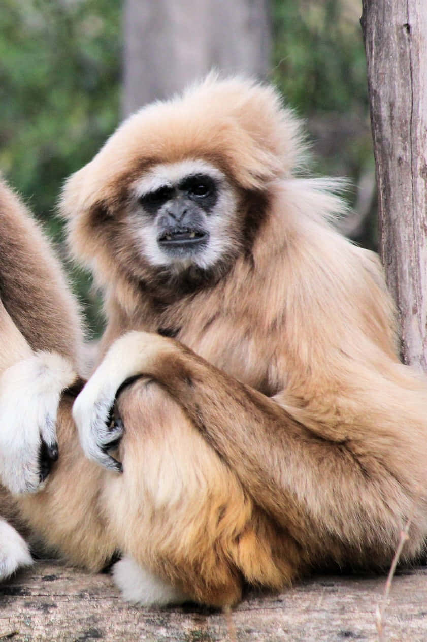 A playful gibbon hanging onto a green android