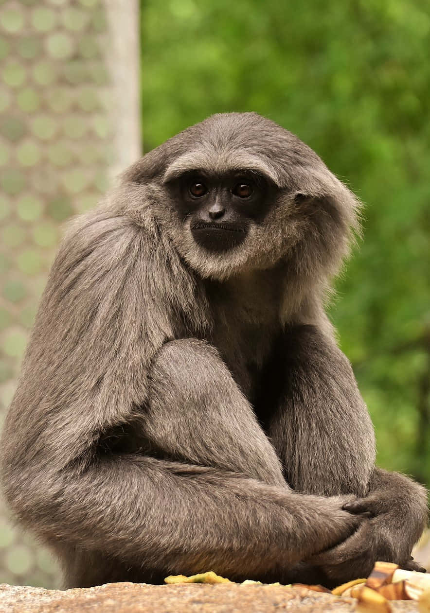 Unteléfono Android Gibbon Descansando En Una Estantería De Madera.