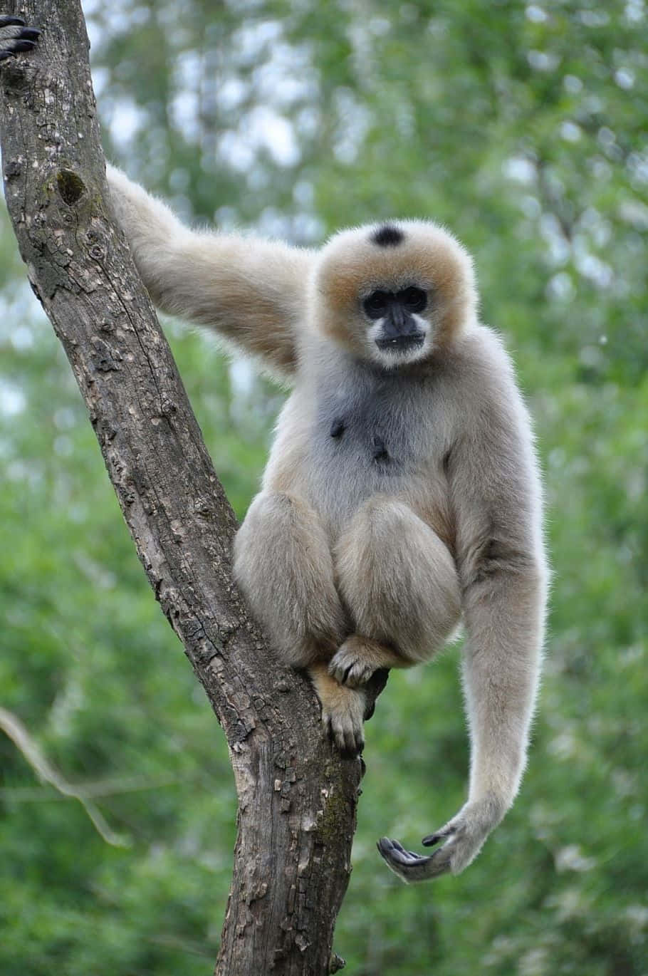 A Monkey Is Sitting On A Tree Branch
