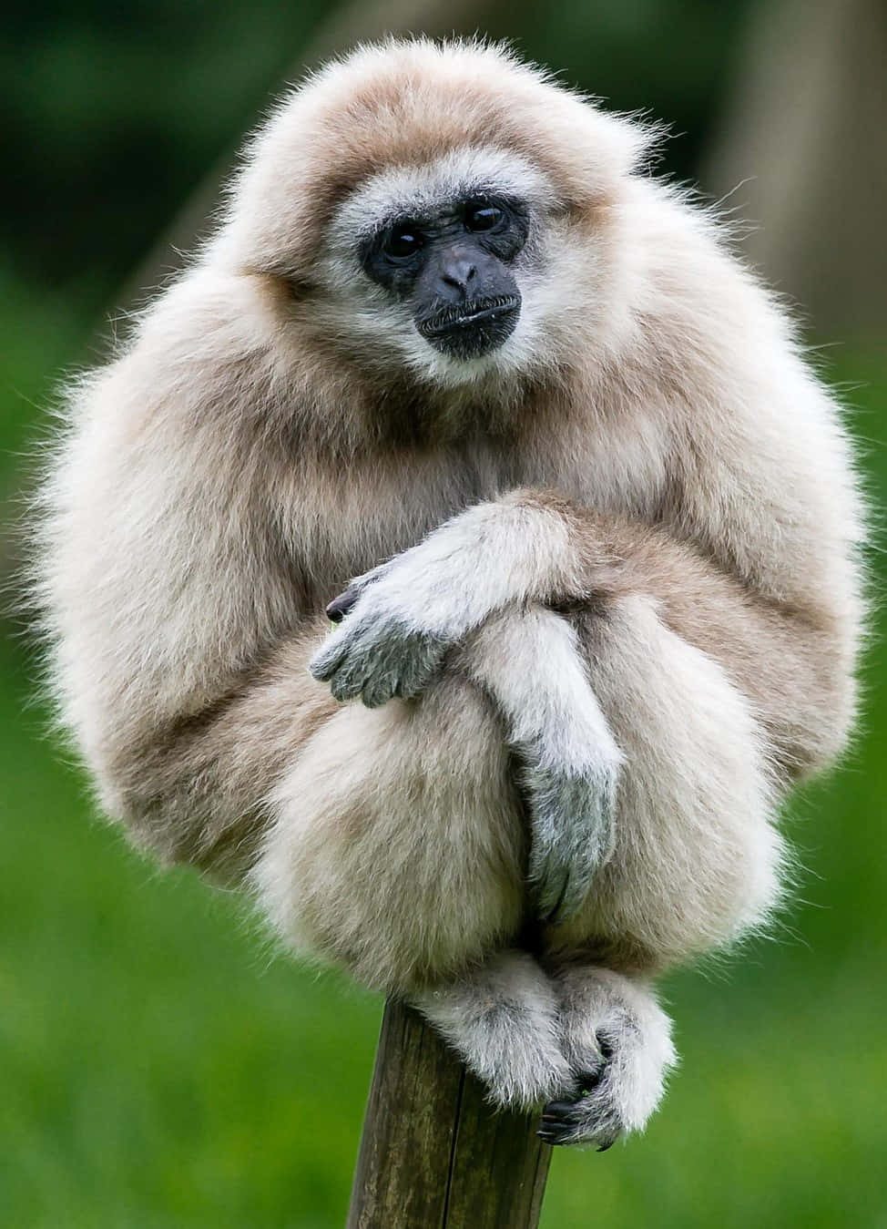 Enjoy an Android Gibbon background on your phone and tablet