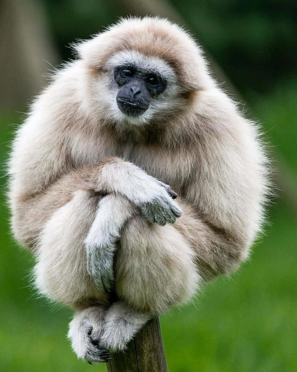 Have Fun With an Android Gibbon